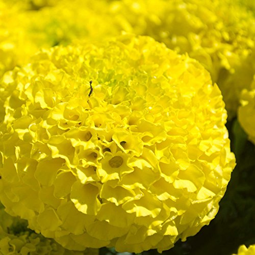 African Marigold Flower Garden Seeds - Lady Series F1 - First (Clear Yellow) - 100 Seeds - Annual Flower Gardening Seeds - Tagetes erecta