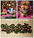 Tropical Luau Party Decoration, Hawaiian Beach Tiki Moana Theme Party Supplies, Including Green Grass Table Skirt, Balloons Garland, Palm Leaves