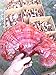 Wild Reishi Tea Ganoderma Tsugae lucidium Mushroom Slice Raw Vegan Organic Hand Harvested Hemlock Immunity Boost Stress Release Limited Time Offer