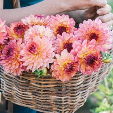 Cicitar Garden- Rare 10pcs Giant Dinnerplate Dahlia Mix Flower Sun-Loving Empire Dahlia Easy to Grow, Exotic Flower Seeds Hardy Perennial