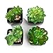 Nattol Modern Mini Artificial Succulent Plants Potted in Cube-Shape Black Ceramic Pots for Home Decor, Set of 4