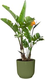 elho Vibes Fold Round 30 Plant Pot 100% Recycled Plastic Ø29.5 x H27.2 cm Green view 9
