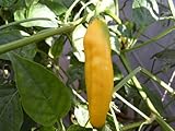Aji Pineapple Pepper Seeds 15 Pack - Organic (Non-GMO) by OrganicSeedSupply