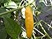 Aji Pineapple Pepper Seeds 15 Pack - Organic (Non-GMO) by OrganicSeedSupply