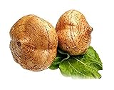 Jicama/Yam Bean Seeds 15g(100PCS) Garden Vegetable Herb Organic Greens Fresh Fruit Chinese Seeds for Planting Outside Door Used Like a Potato Sweet Tasty Salads and Cooking Dish (Yam Bean Seeds)