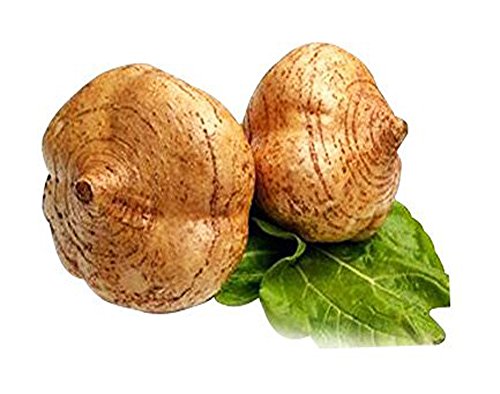 Jicama/Yam Bean Seeds 15g(100PCS) Garden Vegetable Herb Organic Greens Fresh Fruit Chinese Seeds for Planting Outside Door Used Like a Potato Sweet Tasty Salads and Cooking Dish (Yam Bean Seeds)