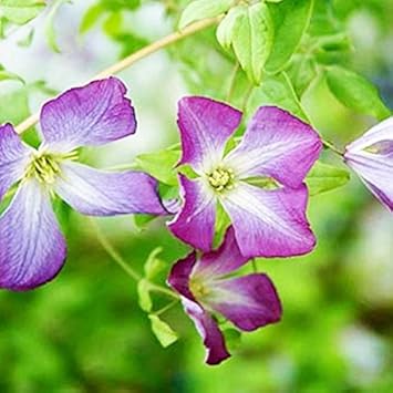 Amazon クレマチス 苗 ビチセラ エルバン 青系 花