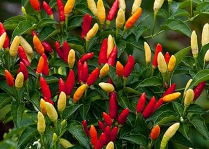 Hot Red Tabasco Pepper 20 Seeds Amazon In Garden Outdoors