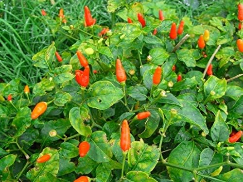 Amazon 島トウガラシの種 50粒 野菜