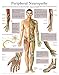 Peripheral Neuropathy e-chart: Full illustrated