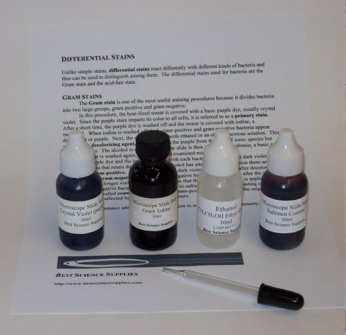 Gram Method Stain Kit in 15ml Quantities - Make Bacteria Slides