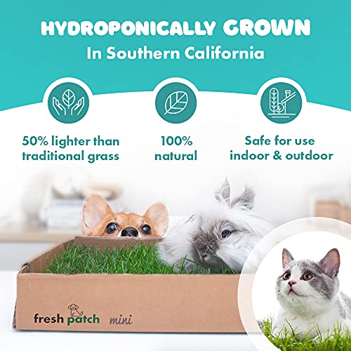 fresh patch training