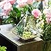 NCYP Geometric Glass Terrarium for Succulent, Air Plants - 5.9x5.9x7.87 Inches - Wall Hanging Glass Planter Pot, Home Garden Tabletop Decoration, Gold (Terrarium Only)