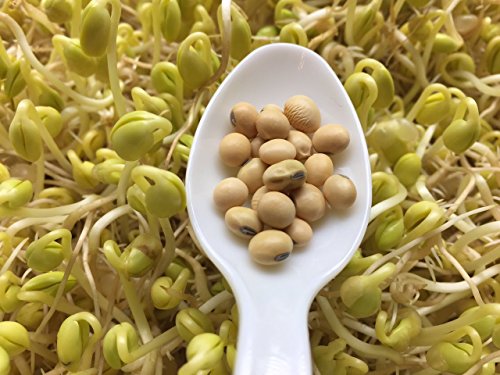 Bean, Soybean Organic Sprouting Seeds 8 OZ