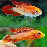 Apistogramma Agassizii Fire Red - Pack of 2 Fish