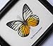 FRAMED REAL BEAUTIFUL SPOTTED SAWTOOTH BUTTERFLY DISPLAY INSECT TAXIDERMY 5