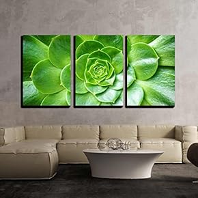 3 Piece Canvas Wall Art - Cactus Flower Macro Vivid Texture Color - Modern Home Art Stretched and Framed Ready to Hang - 16"x24"x3 Panels