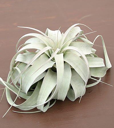 Amazon いい庭 観葉植物 キセログラフィカ エアープランツ いい庭 観葉植物 通販