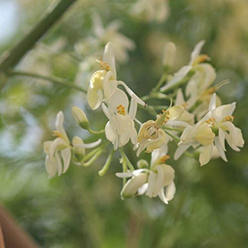 3 Moringa+drumstick+Organic+Chriss+garden