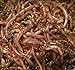 HomeGrownWorms - 500 Red Wigglers - Composting Red Worms - Live Delivery Guaranteed - Same Day Shipping!!! - Vermicomposting Garden Red Wrigglers - Eisenia Fetida