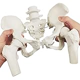 NEW HORIZON Female Pelvis Skeleton On Elastic with Movable Femur Heads, Life Size, Educational Tool for Midwife, Nursing Scho