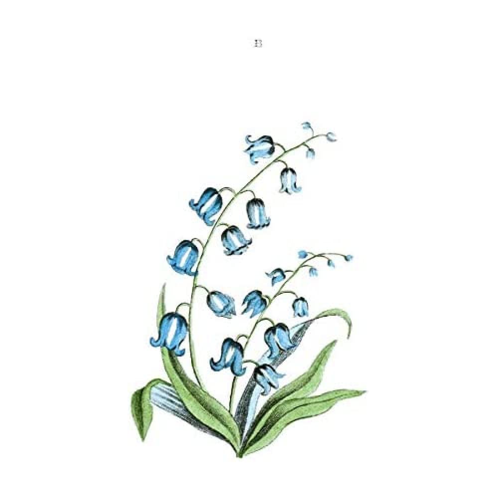 Flower Bluebells Illustration Art Print Canvas Premium Wall Decor Poster