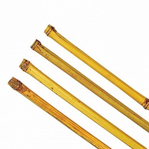 1 Pieza Bambusstab Tonkinstab Tutores Ø 15-18mm X 150CM: Amazon.es ...