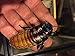 Honeybees100 Madagascar Adult Hissing Cockroaches Set of 4 Roach