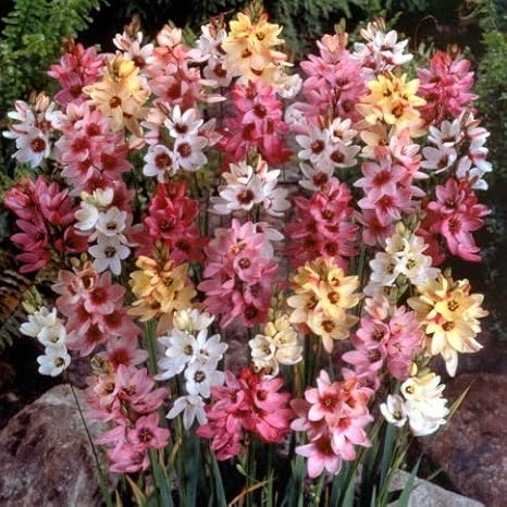 Amazon イキシア カラフルミックス 50球パック 秋植え 冬植え 春咲き 球根 イングリッシュガーデン 花