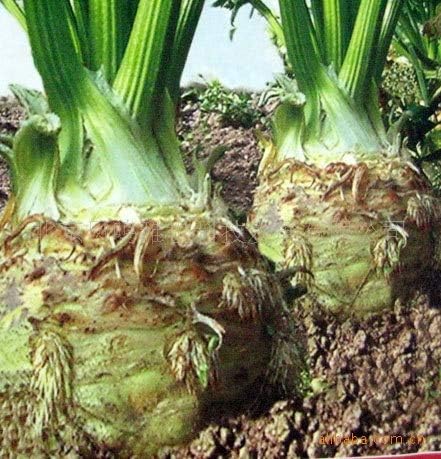 Amazon ルーツセロリの盆栽 国産野菜工学研究センター 最新の品種50個 観葉植物 オンライン通販