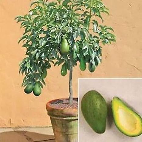 Portal Cool 10Pcs Rare Avocado Seeds Mini Bonsai Fruit Tree Tropical Flower Plantsn Garden: Amazon.ca: Patio, Lawn & Garden Portal Cool 10Pcs Rare Avocado Seeds Mini Bonsai Fruit Tree Tropical Flower Plantsn Garden: Amazon.ca: Patio, Lawn & Garden