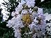 35 WHITE CREPE MYRTLE Lagerstroemia Flowering Shrub Bush Small Tree Seeds