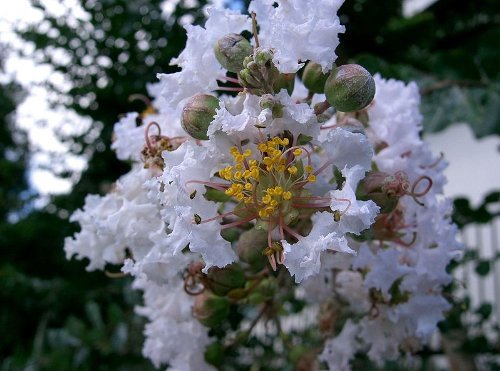 35 WHITE CREPE MYRTLE Lagerstroemia Flowering Shrub Bush Small Tree Seeds