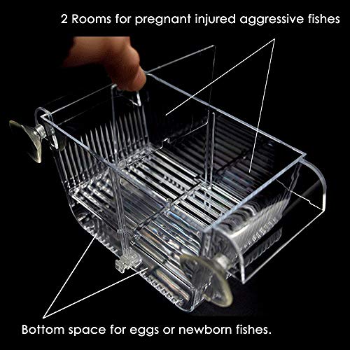 4 Capetsma+Isolation+Acclimation+Incubator+Clownfish