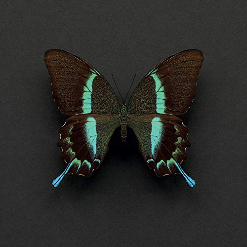 Alyson Fennell (Swallowtail Butterfly 30 x 30cm Canvas