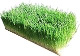 Organic Barley Seeds - 1 Lbs - Whole (Hull Intact) Barleygrass Seed - Ornamental Barley Grass, Juicing - Grain for Beer Making, Emergency Food Storage & More (1lb)
