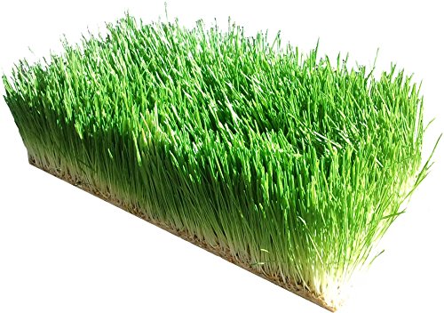 Organic barley seeds - 1 lbs - whole (hull intact) barl…
