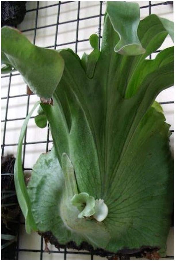 Rain fairy Platycerium superbum - Giant Staghorn Fern - 10 Seeds
