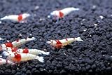 SoShrimp 10 SS+ Grade CRS Crystal Red Shrimp Live Freshwater Aquarium Shrimp - 1/4 to 1/2 inch Long