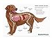 Standard Process Canine Immune 110 grams- expires 2/20