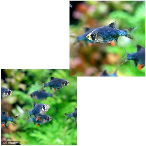 熱帯魚 スマトラ ２匹 グリーンスマトラ ２匹 北海道 九州 沖縄航空便要保温 B00uf44dd6 472円 人気海外一番 100 品質保証 全品送料無料 即日出荷 Sale開催中