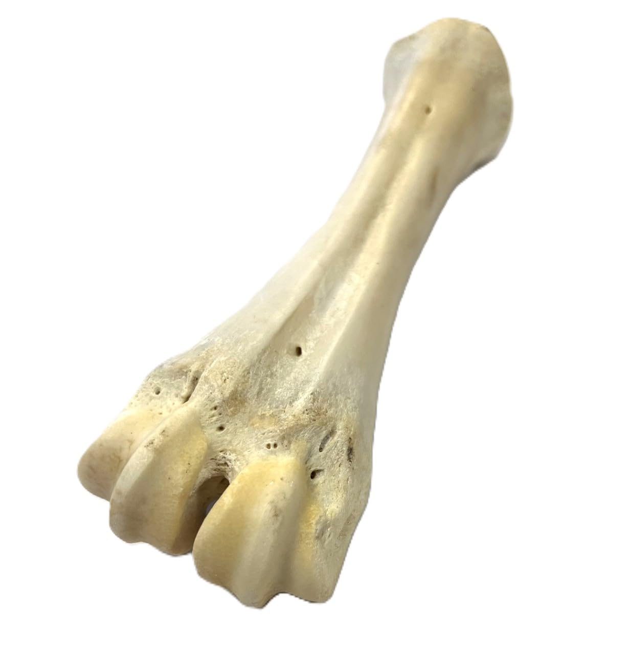 White Shank Bone x 5 Natural Dog Treats Chews LODC
