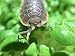 Pocket Pets Roly Poly Farm