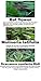 Kk Arunkriss Pennis Growth Herbs Oil for Men Size Enlarge Oil Increase Thickening 25ml Penisgrowth