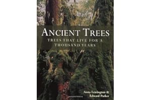 Ancient Trees: Trees That Live for 1,000 Years