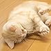 Cat Catnip Toys, Zuoao Catnip Sticks Natural Silver Vine Cat Chew Toy 6-pieces in Pack