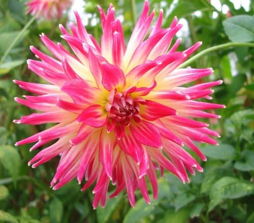 Dahlia Bulb/Tuber Cactus 'Cha Cha' Top Quality W.C.Prins Summer Bulbs