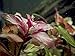 Aquatic Arts Dark Red Ludwigia - 2 Bunches - Large Live Aquarium Plant