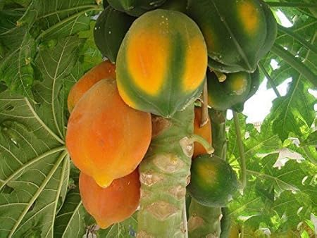 Creative Farmer Fruit Seeds Hybrid Lady Papaya Seeds Fruit Seeds For Kitchen Garden Fruit Seeds Garden Pack