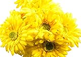 CraftMore Yellow Colored Gerbera Daisy Stems 14 Inch Set of 12